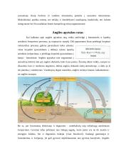Energijos ir medžiagų apykaita ekosistemose 4 puslapis