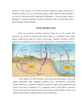 Energijos ir medžiagų apykaita ekosistemose 5 puslapis