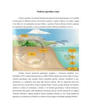 Energijos ir medžiagų apykaita ekosistemose 6 puslapis