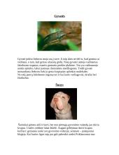 Gyvūnų jutimo organų įvairovė 14 puslapis