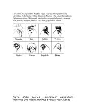 Gyvūnų jutimo organų įvairovė 19 puslapis