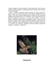 Gyvūnų jutimo organų įvairovė 3 puslapis