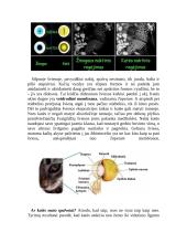 Gyvūnų jutimo organų įvairovė 5 puslapis