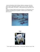 Gyvūnų jutimo organų įvairovė 9 puslapis