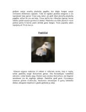 Gyvūnų jutimo organų įvairovė 10 puslapis