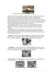 Granitas ir granitoidai 4 puslapis