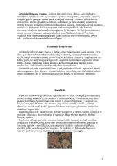 Granitas ir granitoidai 5 puslapis
