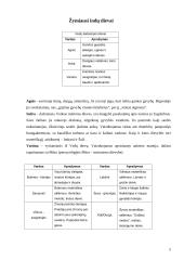 Induizmo religija 5 puslapis