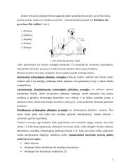 Inovacijų strategijų formavimas 4 puslapis