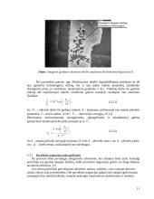 Integrinių grandynų (mikroschemų) gedimus sąlygojantys veiksniai -  difuzija, elektrinė migracija ir korozija 11 puslapis