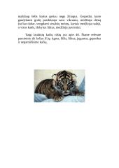 Kačių šeimos atstovai 3 puslapis