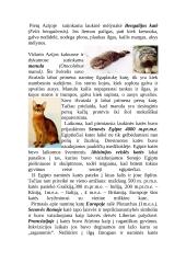 Kačių šeimos atstovai 9 puslapis