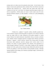 Kaimo turizmo raida 18 puslapis