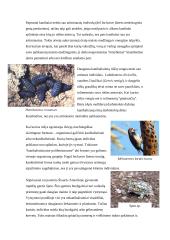 Kanibalizmas gyvūnų pasaulyje 4 puslapis