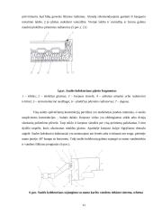 Karšto vandens tiekimas Šiaulių mieste 11 puslapis