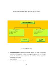 Kaštų terminai ir kaštų klasifikavimas 19 puslapis