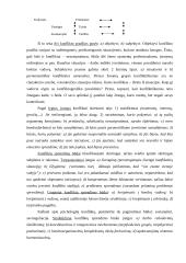 Konfliktų valdymo funkcijos 2 puslapis