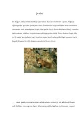 Lapės - plėšrieji, šuniniai žinduoliai 2 puslapis