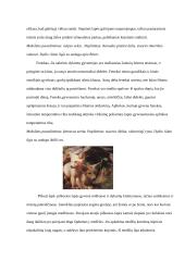 Lapės - plėšrieji, šuniniai žinduoliai 4 puslapis