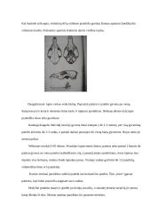 Lapės - plėšrieji, šuniniai žinduoliai 6 puslapis