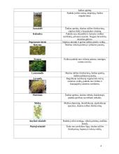 Lietuvių liaudies medicina 4 puslapis