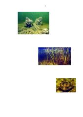 Lietuvos vandenų bentosas 19 puslapis