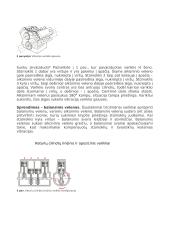 Linijiniai varikliai 2 puslapis