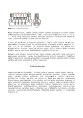 Linijiniai varikliai 6 puslapis