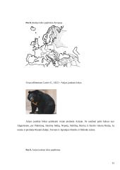 Lokinių (Ursidae) įvairovė ir paplitimas 15 puslapis