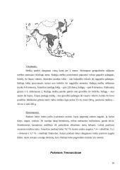 Lokinių (Ursidae) įvairovė ir paplitimas 16 puslapis