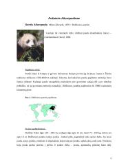 Lokinių (Ursidae) įvairovė ir paplitimas 3 puslapis