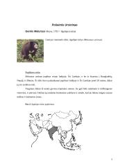 Lokinių (Ursidae) įvairovė ir paplitimas 5 puslapis