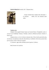 Lokinių (Ursidae) įvairovė ir paplitimas 7 puslapis