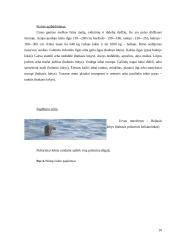 Lokinių (Ursidae) įvairovė ir paplitimas 10 puslapis