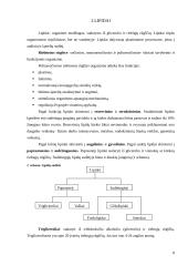 Maisto medžiagos (baltymai, lipidai, angliavandeniai) - organizmo energijos šaltinis  8 puslapis