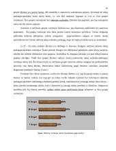 Marketingo planas: kryždirbystė Lietuvoje 16 puslapis