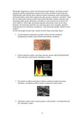 Marso planeta 13 puslapis