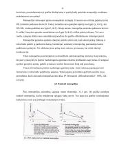 Monopolinė rinka ir jos bruožai 10 puslapis