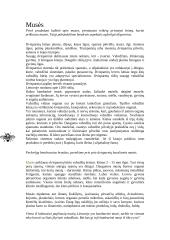 Musės - dvisparniai 2 puslapis