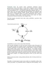 Musės - dvisparniai 3 puslapis