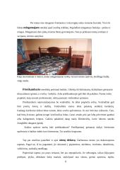 Namas, kuriame norėčiau gyventi 8 puslapis