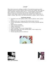 Narkotikai, jų žala, narkotikų rūšys 7 puslapis