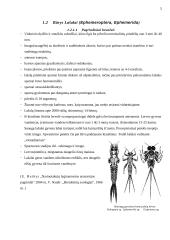 Nepilnos metamorfozės vabzdžiai 4 puslapis