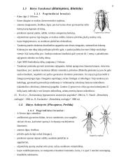 Nepilnos metamorfozės vabzdžiai 5 puslapis