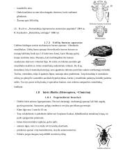 Nepilnos metamorfozės vabzdžiai 9 puslapis