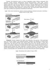 Onkogeninių virusų šeimos 5 puslapis