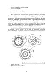Optinis ryšys 9 puslapis