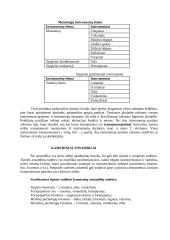 Orkestras ir jo raida 4 puslapis