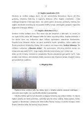 Oro tarša Šiauliuose 3 puslapis