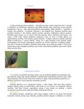 Paukščiai, paukščių charakteristika, paukščiai Lietuvoje